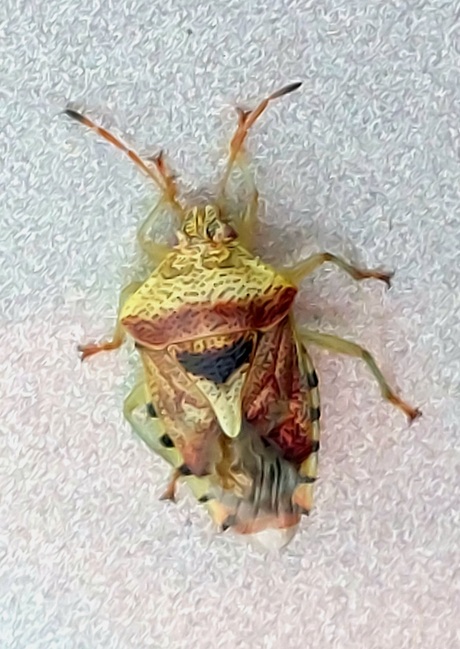 Kavkazdan kelgan qiz bilan jinsiy aloqa