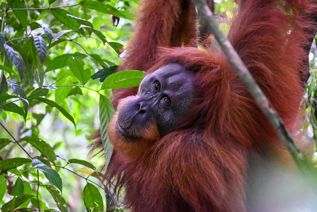 Bukit Lawang 
