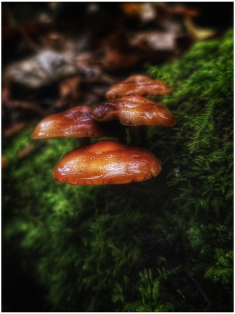 Flammulina velutipes 