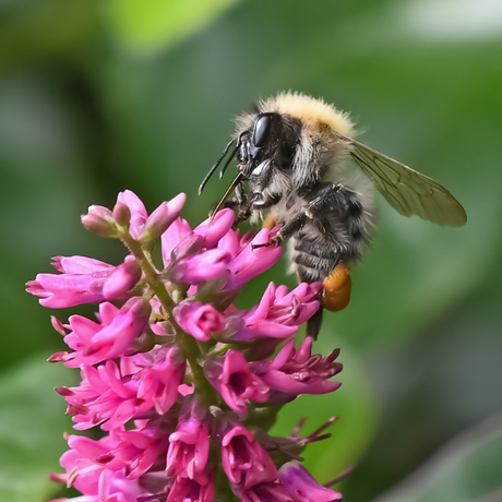Akkerhommel