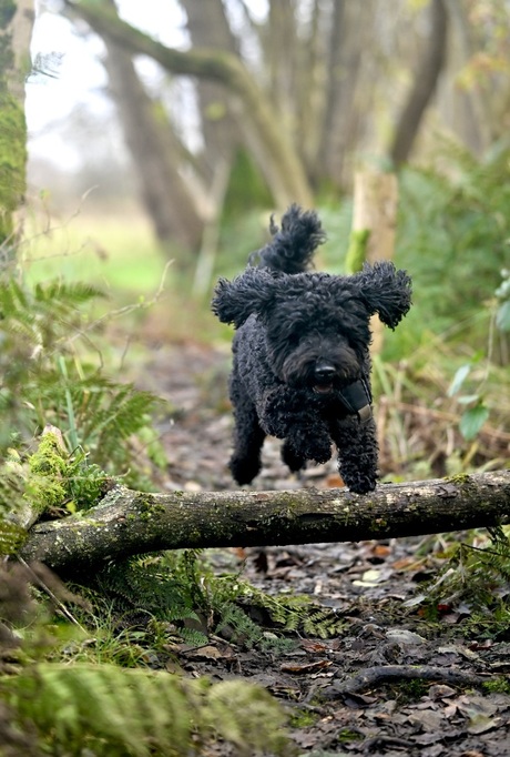 Joep krijgt vliegles