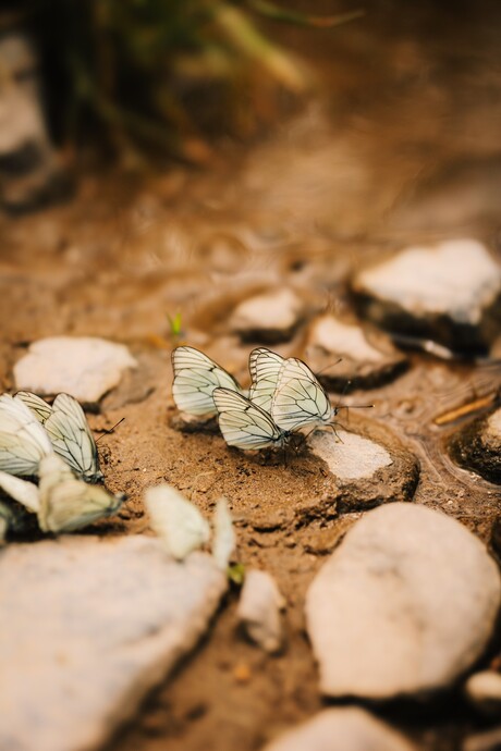 Buuterflies