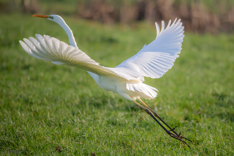 Grote zilverreiger