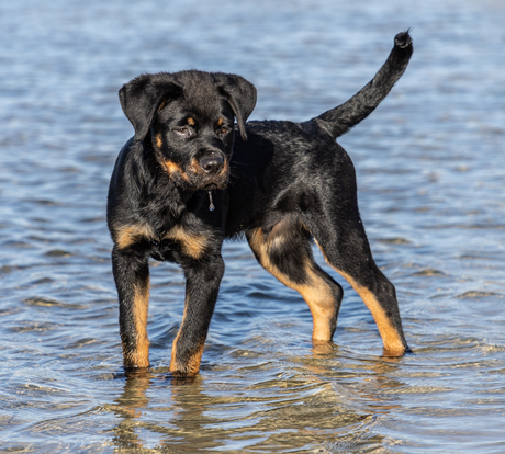 Bob, rottweiler pup