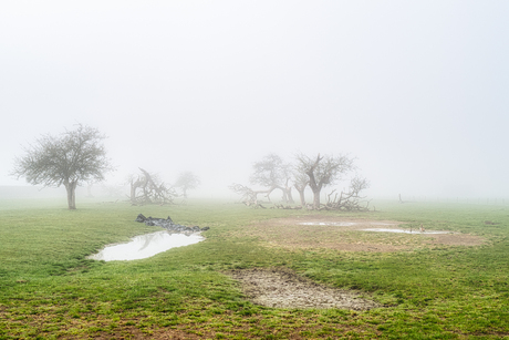 Mist in de Betuwe