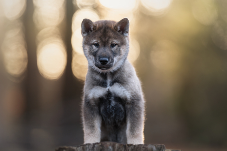 Shikoku pup