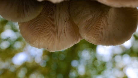 Onderkant paddestoelen..