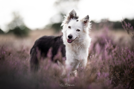 Soda van @foscofotografie in de heide