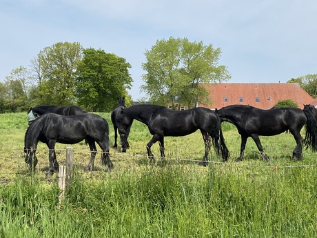 Mooie, zwarte paarden