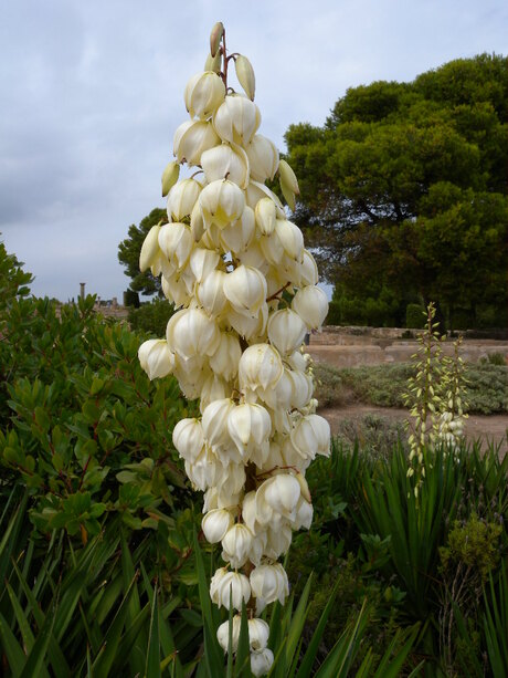 De bloemen van de palmlelie