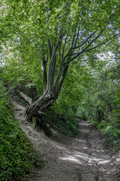 Wandeling door het Geuldal