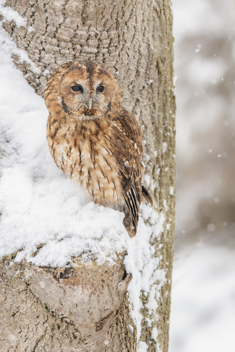 Bosuil in de sneeuw.