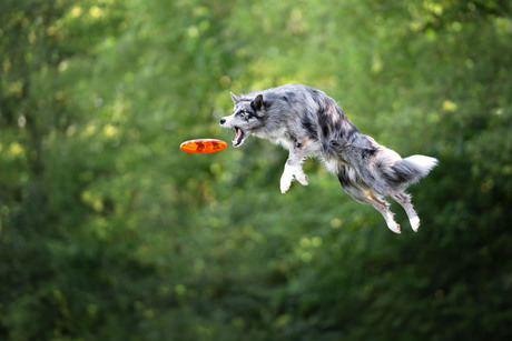 Dogfrisbee