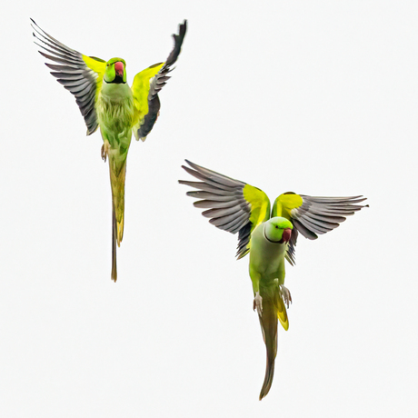 Halsbandparkieten in vlucht