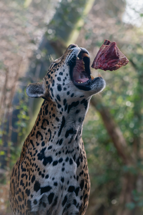 Jaguar
