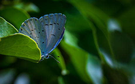 Boomblauwtje in de klimop