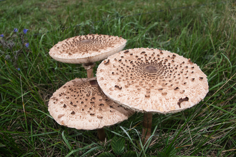 trio paddenstoelen