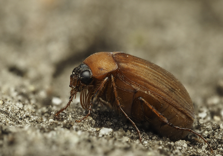 Roestbruine bladsprietkever