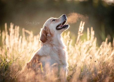 Golden Retriever in Golden light