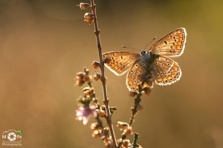 Icarusblauwtje in de hersfstzon