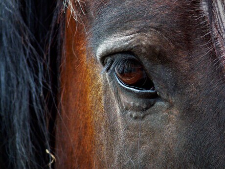 Paarden dromen met hun ogen open