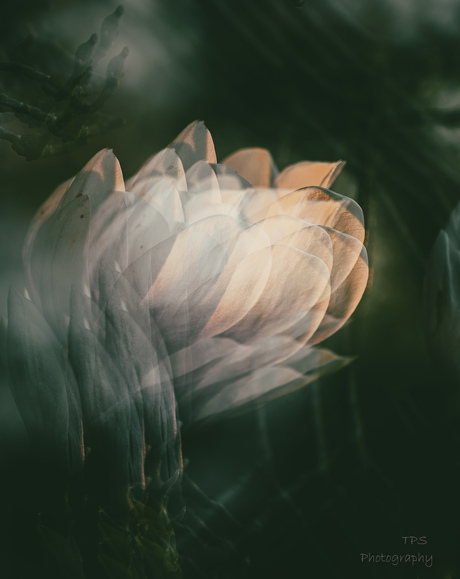 Meervoudige magnolia