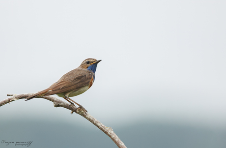 Juveniele blauwborst