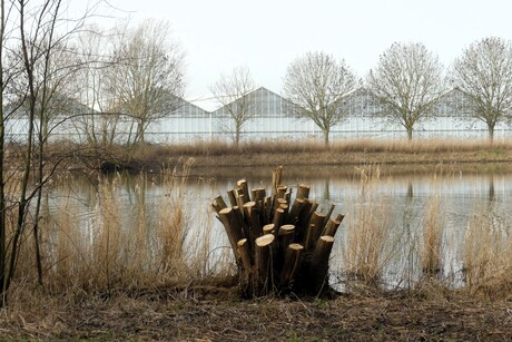 P1300286   De Lier Het Kraaien nest  gebied  Doorkijk  op Kwekerij warenhuis  6 mrt 2026  