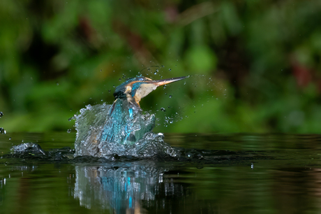 IJsvogel