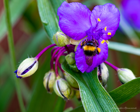 Stukje natuurmomenten achter in de tuin
