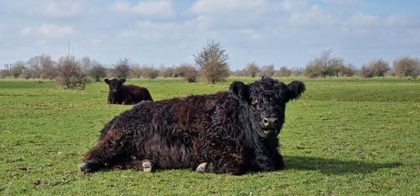 Schotse hooglanders 