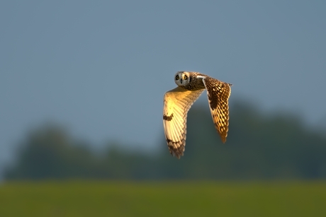 De blik van de Velduil.