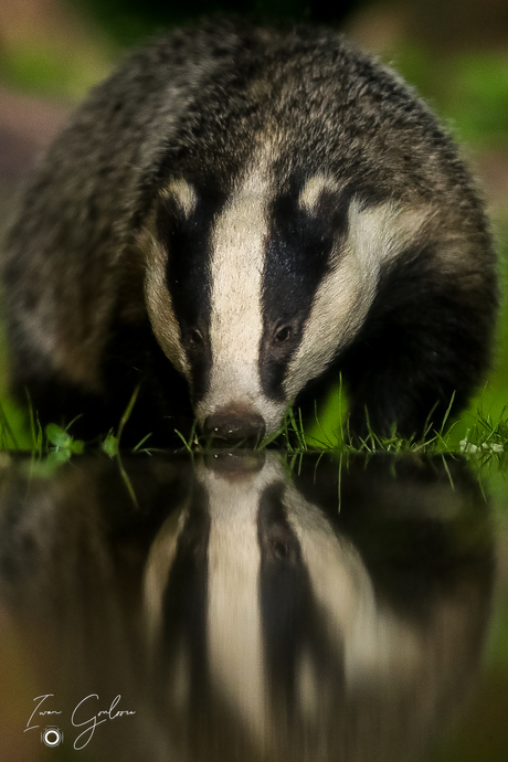 Weerspiegeling