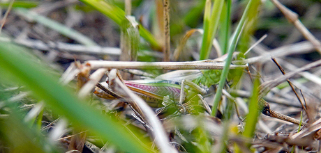 ik speel verstoppertje