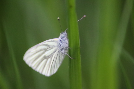 Geaderd witje 