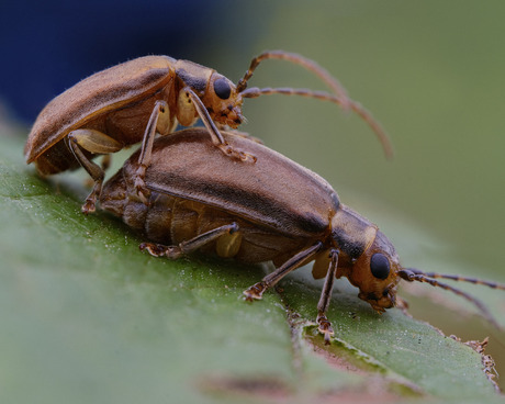 Viburnum Leaf Beetle