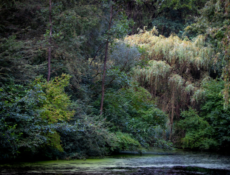 Jungle in Nederland 