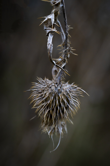 Kaardebol eind herfst