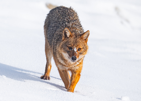 Goudjakhals in de sneeuw