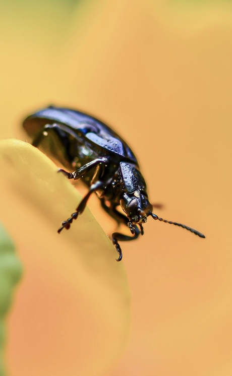 Piepschuim kever? De naam is wel cute!