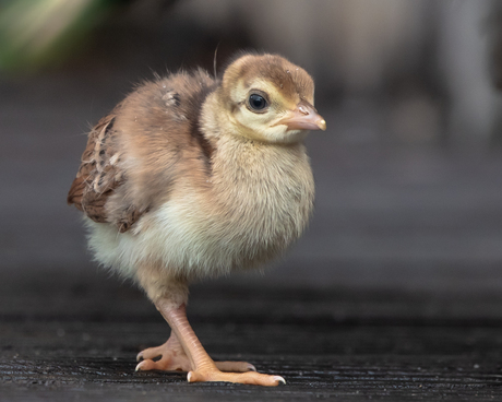 Little peacock