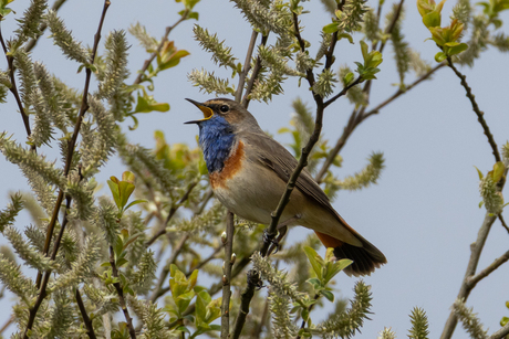 Blauwborst het hoogste woord