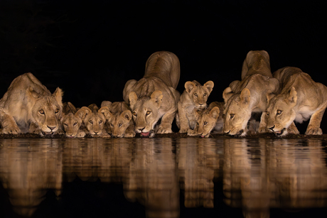 Een troepen van vier leeuwinnen met vijf welpen komt drinken in de nacht