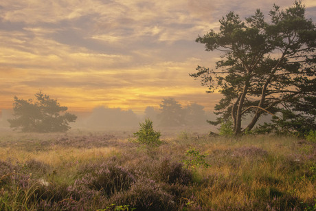 Op de heide