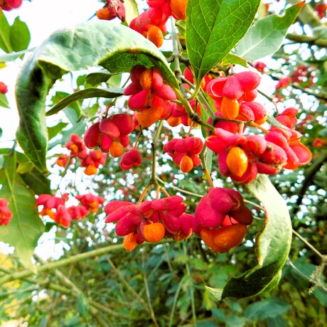 Wilde Kardinaalsmuts