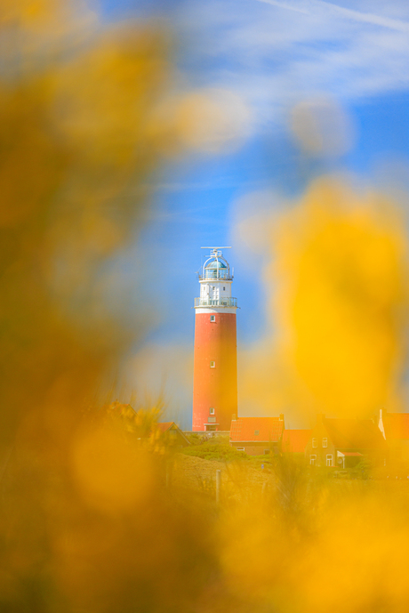 De rode vuurtoren van Texel in de gele brem en blauwe lucht, een mooie primaire kleurencombinatie