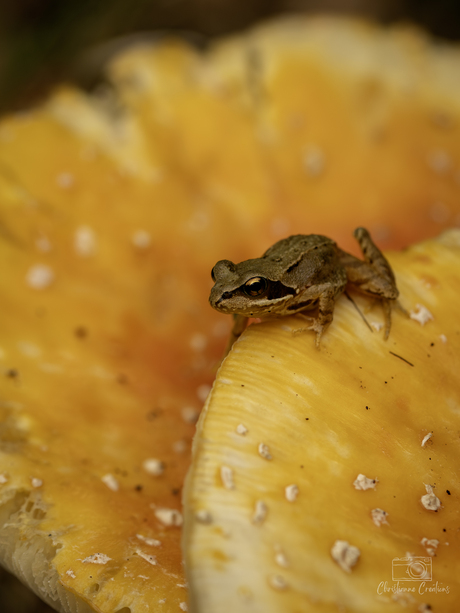 De troon van de kikker
