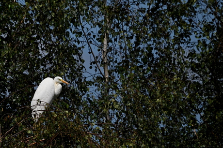 hoog en droog