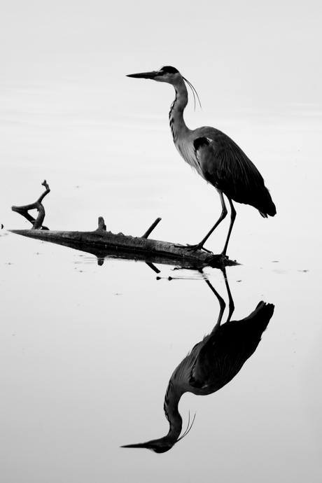 Reiger