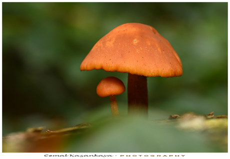 Paddenstoelen/Zwammen